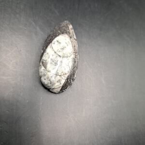 Copied - Orthoceras Fossil, 370 Million Years Old